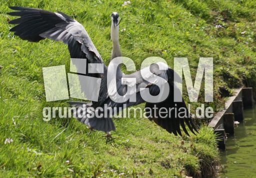 Graureiher-A 190.jpg